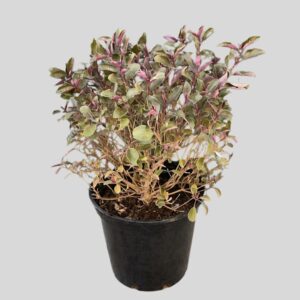 Vitex purpurea BALL 10lt