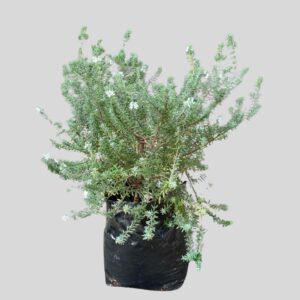 Westringia BUSH 10lt