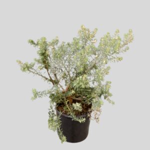 Westringia fruticosa 17cm