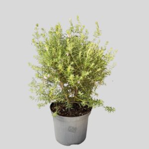 Westringia rosmariniformis BLUE 17cm