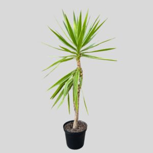 Yucca elephantipes TIPS VARIEGATA 25cm