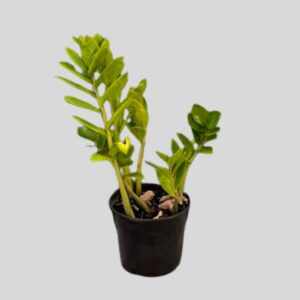 Zamioculcas zamiifolia 15cm
