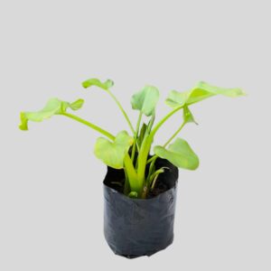 Zantedeschia aethiopica 4lt
