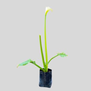 Zantedeschia Aethiopica White Giant 4lt