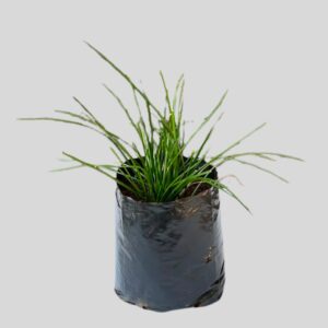 Zephyranthes candida 3lt