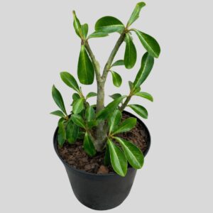 Adenium multiflorum 15cm