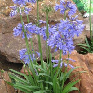 Agapanthus BINGO BLUE 17cm