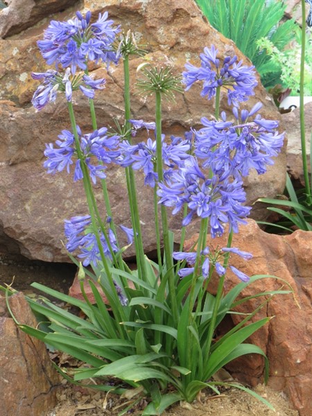 Agapanthus BINGO BLUE 17cm