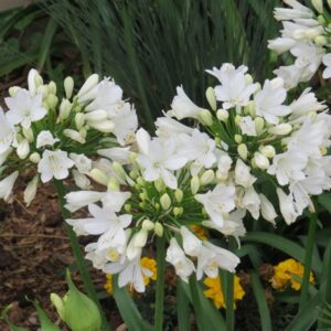 Agapanthus Bingo White 17cm