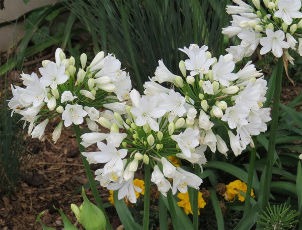 Agapanthus Bingo White 17cm