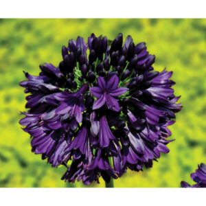 Agapanthus BLACKJACK 19cm
