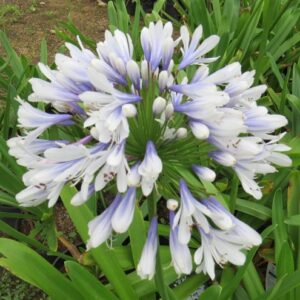 Agapanthus BLUE ICE 19cm