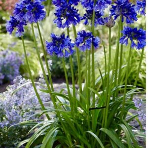 Agapanthus BLUE THUNDER 17cm