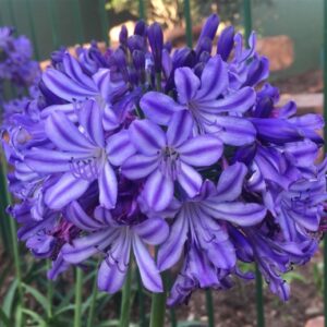 Agapanthus BUCCANEER 19cm