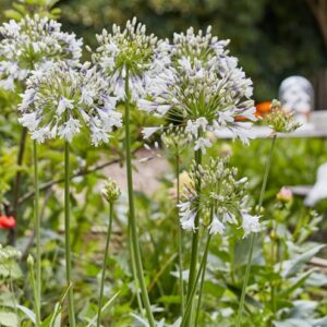 Agapanthus Fireworks 19cm