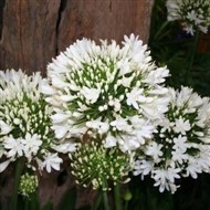 Agapanthus Great White 19cm