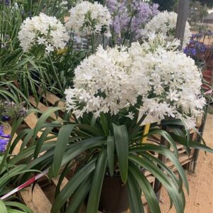 Agapanthus Ice Angel 19cm