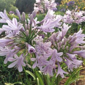 Agapanthus Lady Luck 17cm