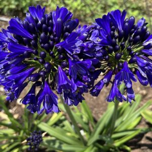 Agapanthus Midnight Sky 19cm
