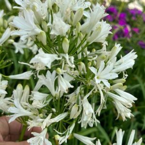 Agapanthus Nana White Supreme 2lt