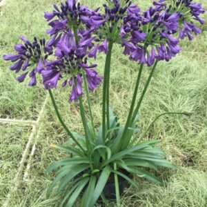 Agapanthus Poppin Purple 19cm