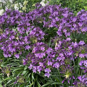 Agapanthus Purpalicious 19cm