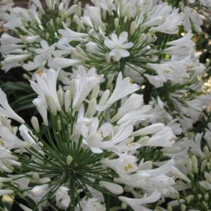 Agapanthus Snow Ripple 17cm