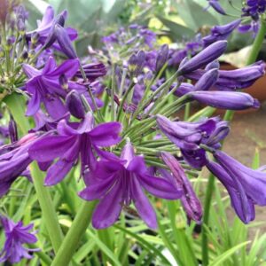 Agapanthus Sugar Plum 17cm