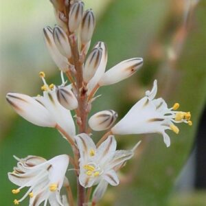 Aloe Albiflora 12cm