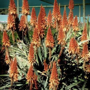 Aloe Andys Orange 40lt