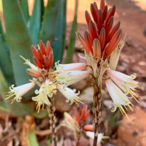 Aloe Ballerina 4lt