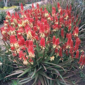 Aloe Candy Stripe 5lt