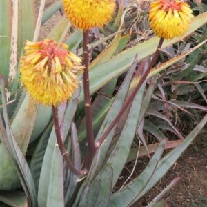 Aloe Capitata 5lt