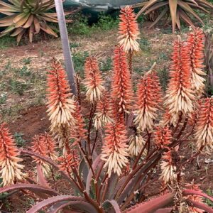 Aloe Casper 15lt