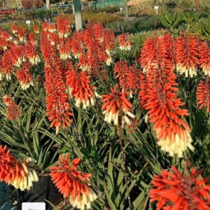 Aloe Cuttie Pie 15lt