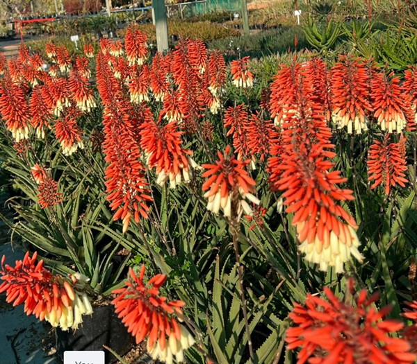 Aloe Cuttie Pie 15lt