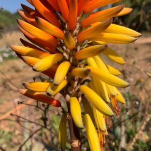 Aloe Ladysmith 40lt