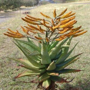 Aloe marlothii bicolor 5lt