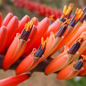 Aloe RED HORIZON 5lt