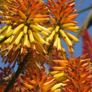 Aloe Sannie 5lt