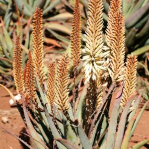 Aloe White Rhino 5lt