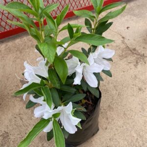 Azalea ALBA 10lt