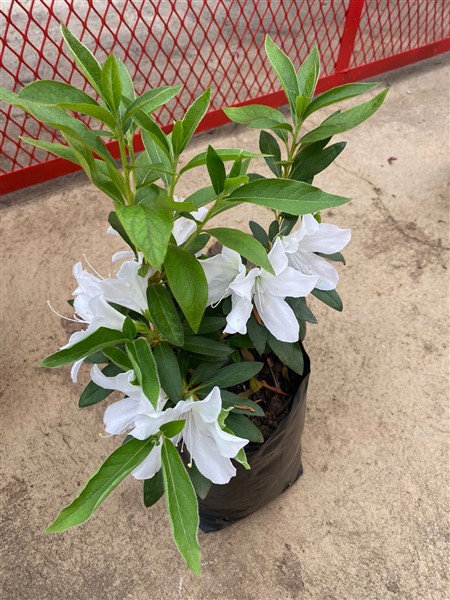 Azalea ALBA 5lt