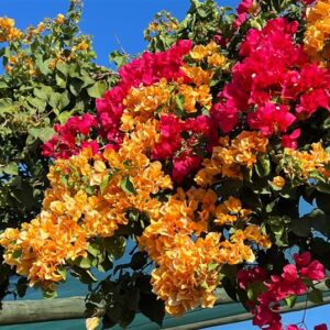 Bougainvillea MIXED STD 20lt