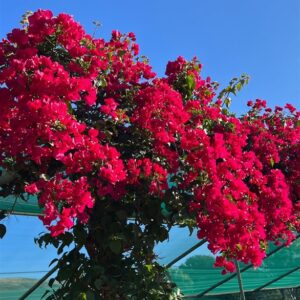 Bougainvillea STD 10lt