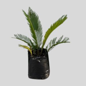 Cycas revoluta 10lt