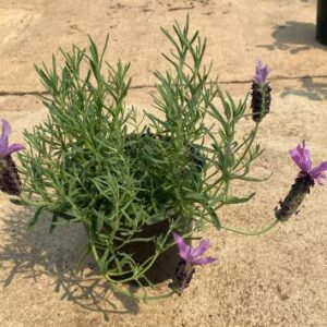 Lavandula stoechas 19cm