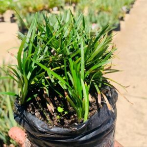 Ophiopogon japonicus KYOTO DWARF 3lt