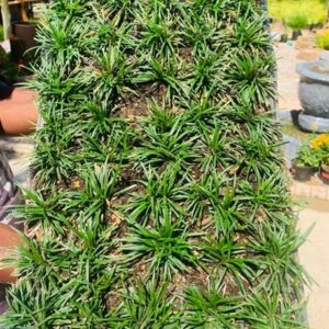 Ophiopogon japonicus KYOTO DWARF 24pack