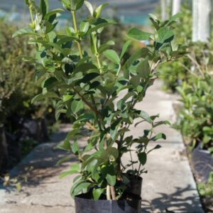 Viburnum tinus LUCIDUM 4lt